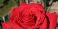 Розы: описание, цветение, аромат, ценные свойства плодов