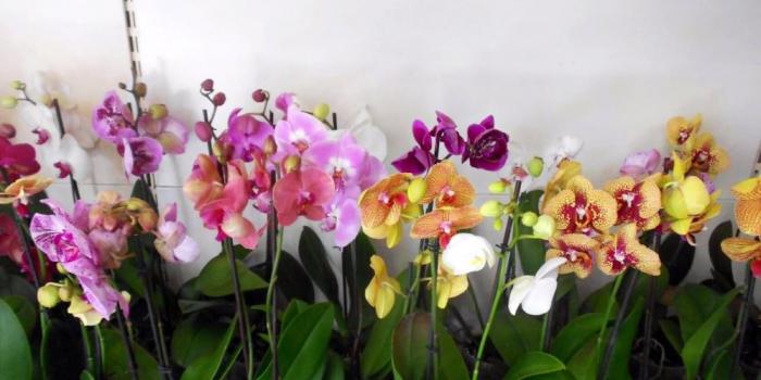 Как ухаживать за орхидеями разных сортов