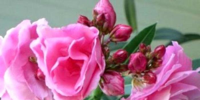 Цветок олеандр: выращивание и уход в домашних условиях, фото Возможные последствия неосторожности